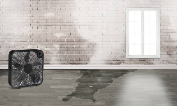 Best Water damage cleanup near me  in Prairie Grove, IL